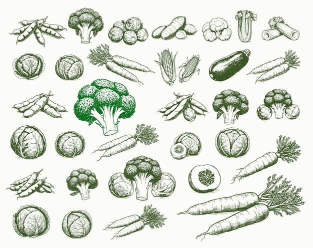 Ilustración dibujada a mano de varios vegetales, incluidos vegetales de raíz, verduras de hoja verde, legumbres y sombrillas.
