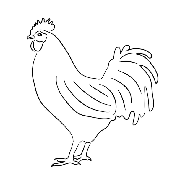 Ilustración dibujada a mano de un vector de pollo aislado en un fondo blanco