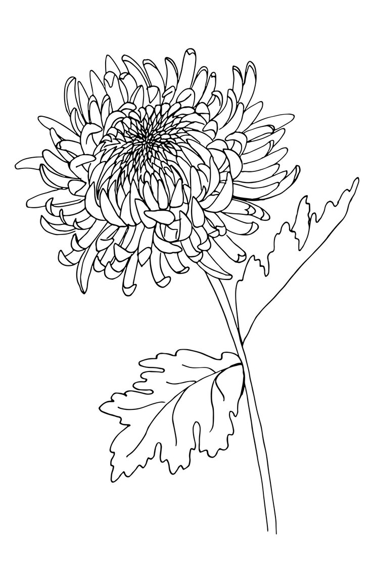 Vector ilustración dibujada a mano por vectores de crisantemo japonés para colorear y diseñar