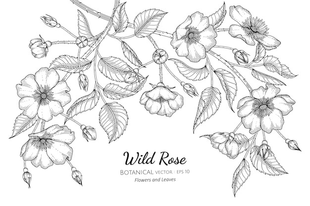 Ilustración de dibujado a mano botánico de flores y hojas de rosas silvestres.