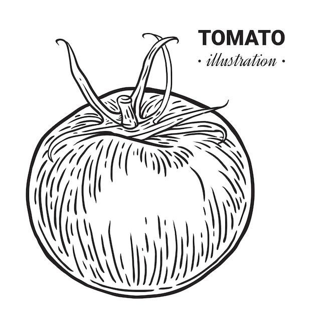 Ilustración de dibujado a mano de comida fresca de tomate