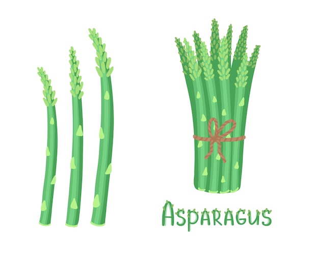 Ilustración de dibujado a mano de comida de granja de vegetales de espárragos