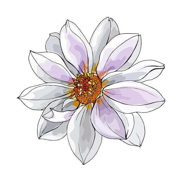 Ilustración de dibujado a mano de flor blanca de dalia
