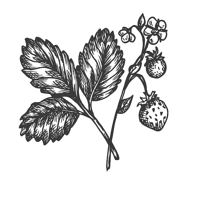 Vector ilustración de dibujado a mano de fresa.