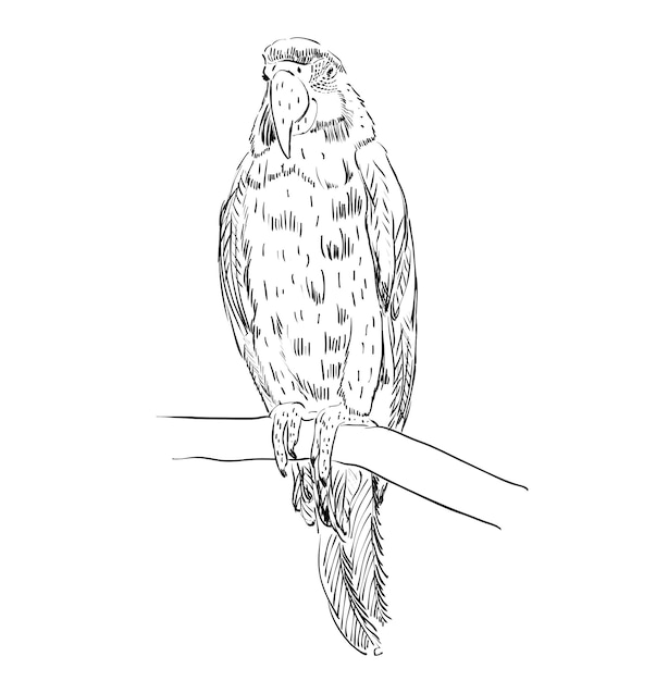 Ilustración de dibujado a mano de loro