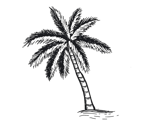 Ilustración de dibujado a mano de palmera tropical