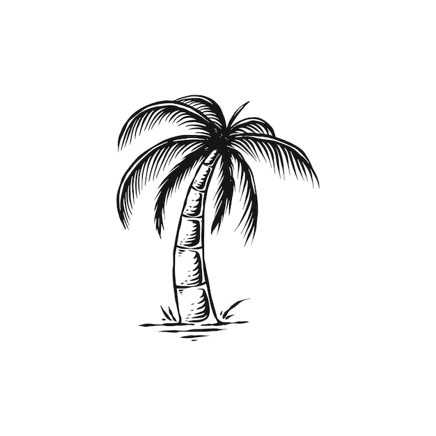 Ilustración de dibujado a mano de palmera