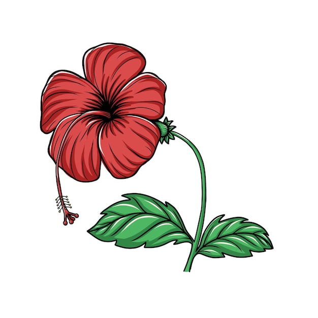 Vector ilustración de dibujado a mano de vector de flor de hibisco