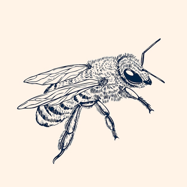 Vector ilustración de dibujo de abeja dibujada a mano