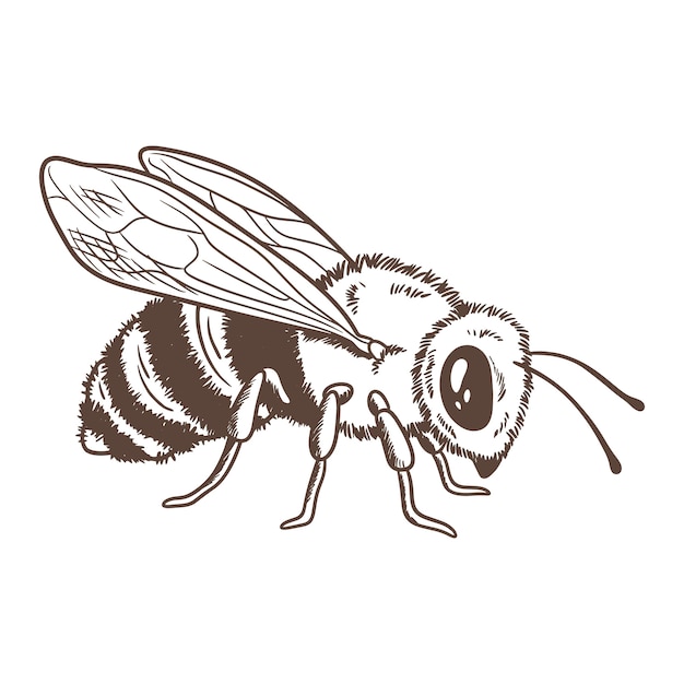 Vector ilustración de dibujo de abeja dibujada a mano