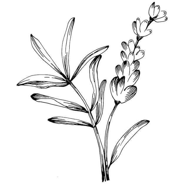 Ilustración de dibujo aislado lavanda. Elemento dibujado a mano para boda hierba, planta o monograma con hojas elegantes para invitación guardar el diseño de la tarjeta de fecha. Verde botánico rústico de moda.