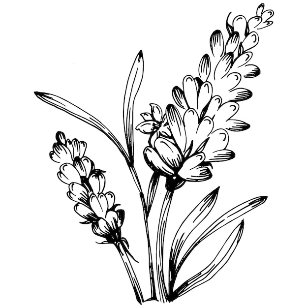 Ilustración de dibujo aislado lavanda. Elemento dibujado a mano para boda hierba, planta o monograma con hojas elegantes para invitación guardar el diseño de la tarjeta de fecha. Verde botánico rústico de moda.