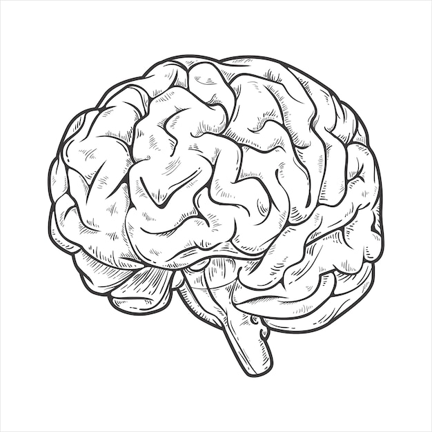 Vector ilustración de dibujo cerebral dibujada a mano