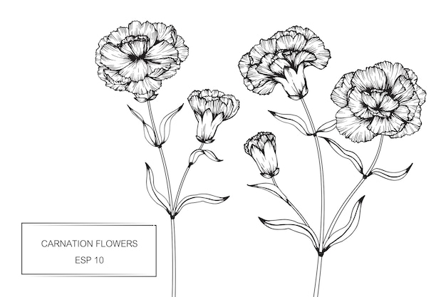 Ilustración dibujo clavel flor