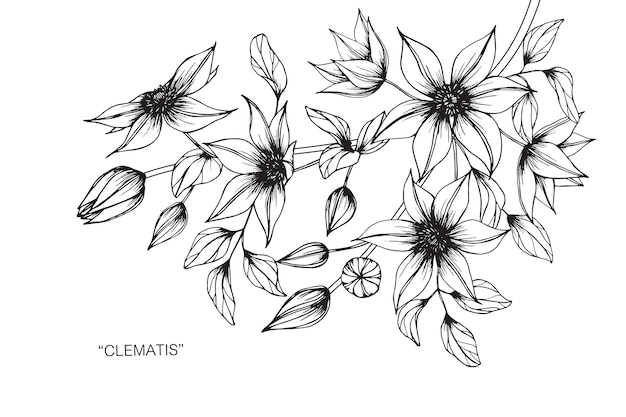 Ilustración de dibujo de Clematis flor