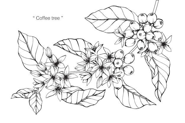Ilustración de dibujo de flor de café