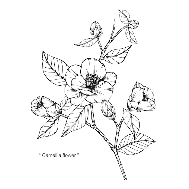 Ilustración del dibujo de la flor de Camellia Japonica.