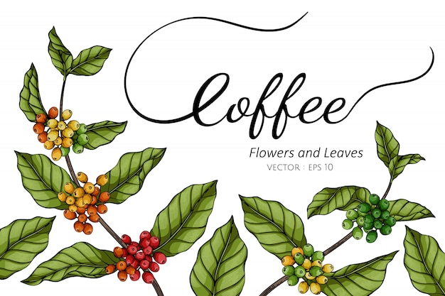 Vector ilustración de dibujo de flor y hoja de café con arte lineal en blancos.