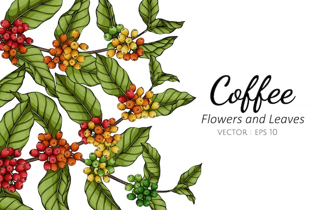 Vector ilustración del dibujo de la flor y de la hoja del café con el arte lineal en los fondos blancos.