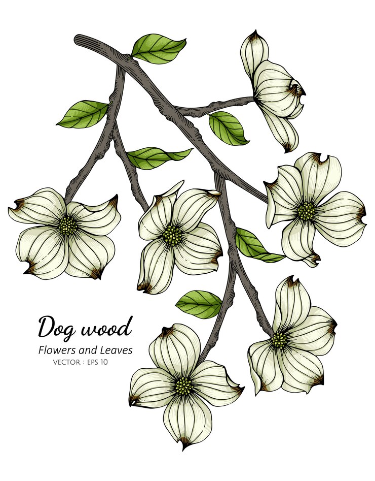 Vector ilustración de dibujo de flor y hoja de cornejo blanco