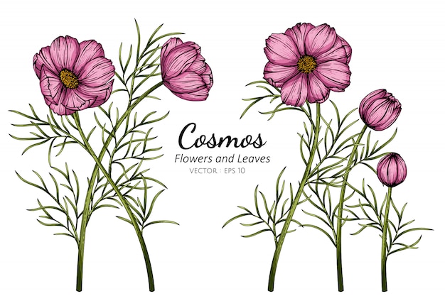 Ilustración de dibujo de flor y hoja de Cosmos rosa