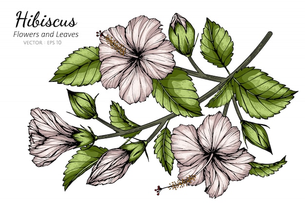 Ilustración de dibujo de flor y hoja de hibisco blanco
