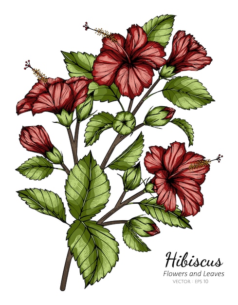 Ilustración de dibujo de flor y hoja de hibisco rojo