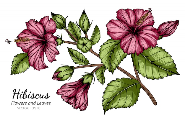 Ilustración de dibujo de flor y hoja de hibisco rosa | Vector Premium Ilustración de dibujo de flor y hoja de hibisco rosa | Vector Premium