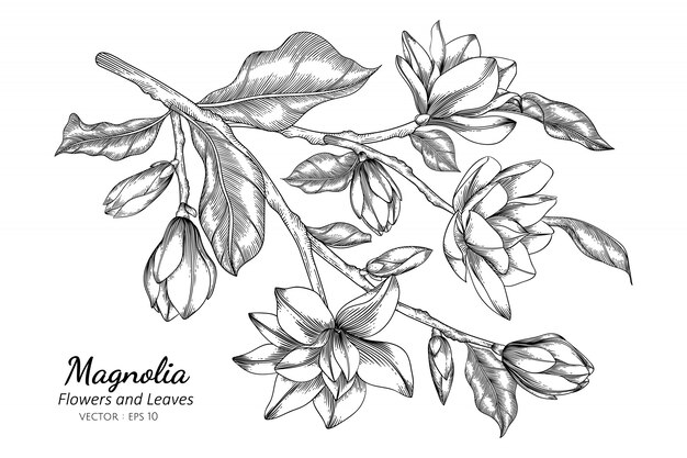 Ilustración de dibujo de flor y hoja de Magnolia