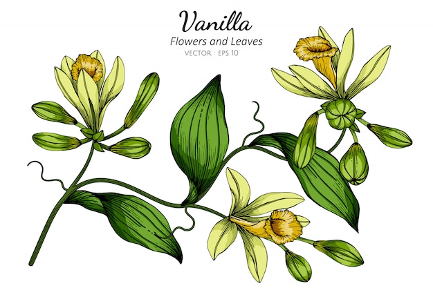 Ilustración de dibujo de flor y hoja de vainilla con arte lineal en blancos.