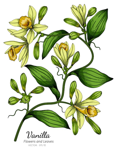 Ilustración de dibujo de flor y hoja de vainilla