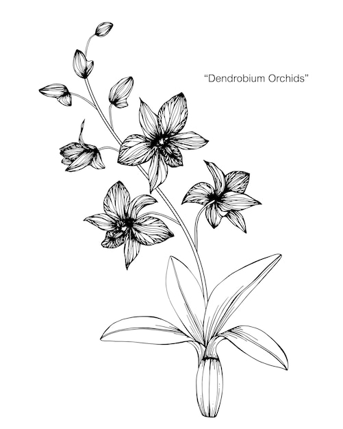 Ilustración de dibujo de flor de orquídea.