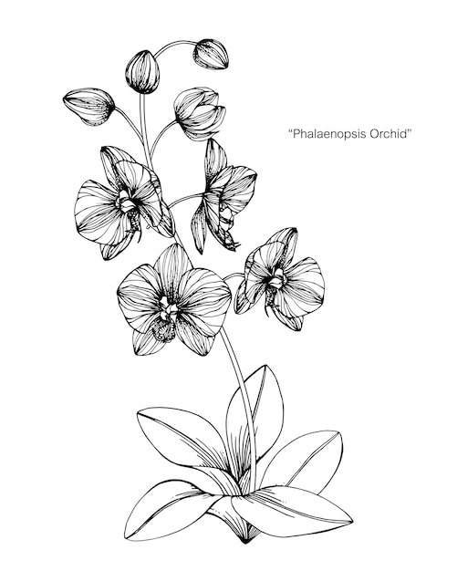 Ilustración de dibujo de flor de orquídea.