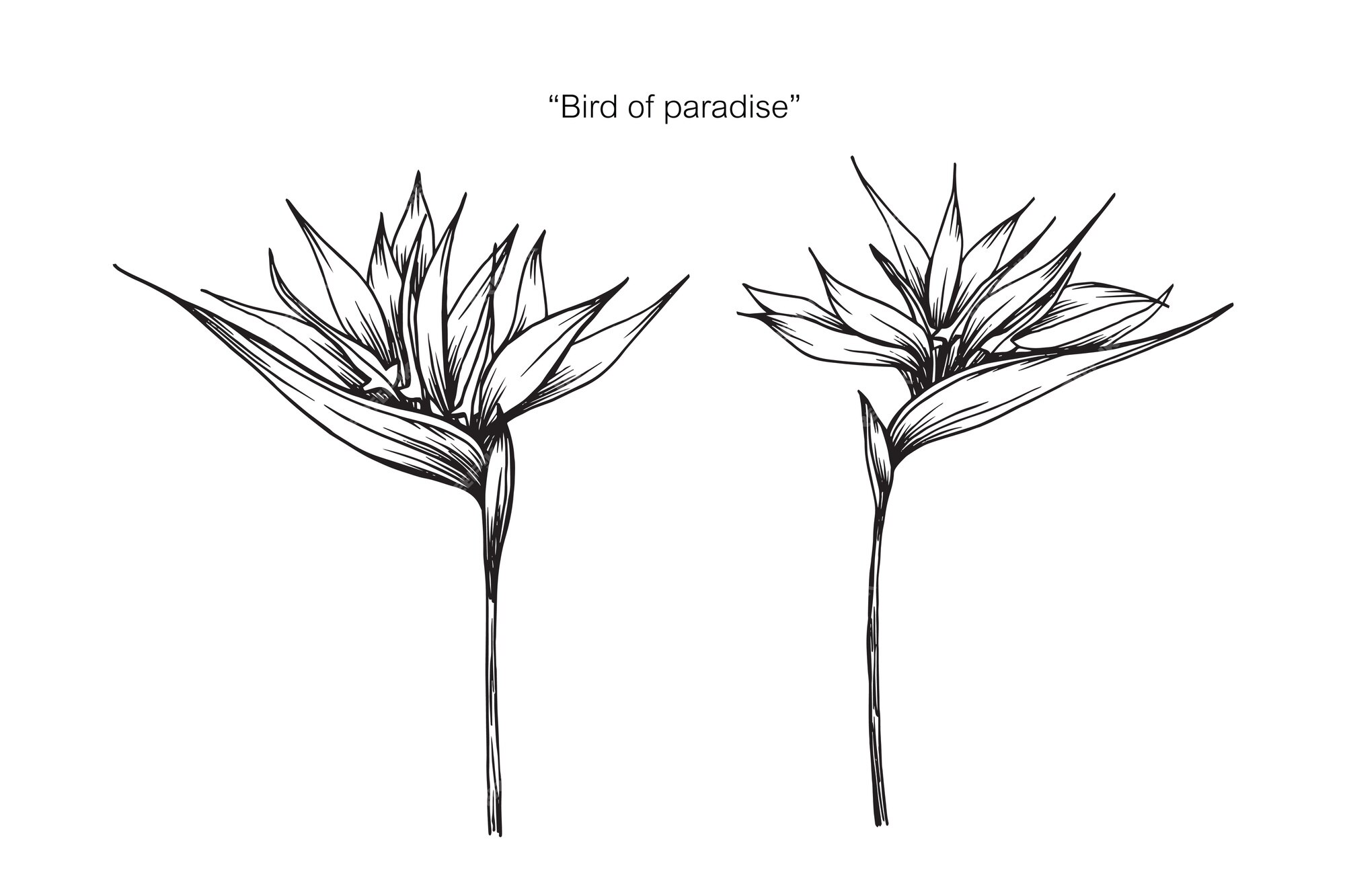Ilustración del dibujo de la flor del pájaro o del paraíso. | Vector Premium