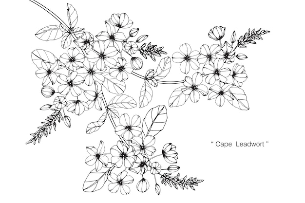 Ilustración de dibujo de flor de plomo del Cabo
