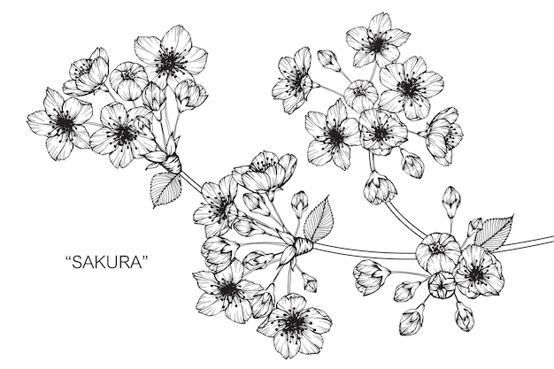 Ilustración de dibujo de flor de sakura