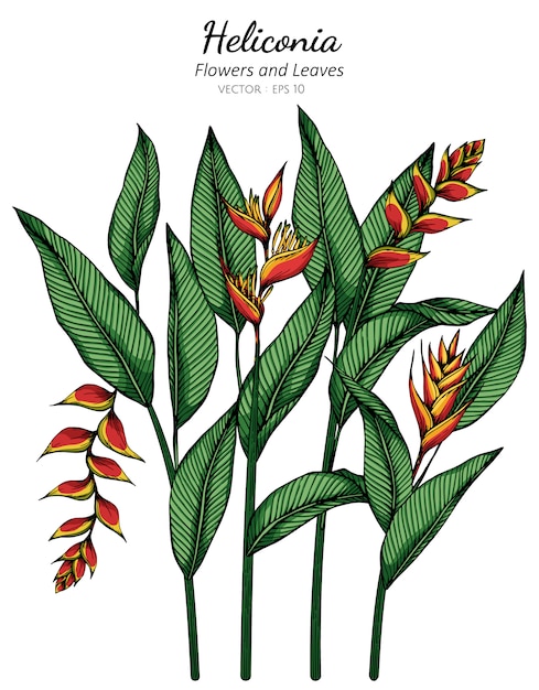 Ilustración de dibujo de flores y hojas de heliconia con arte lineal en blanco