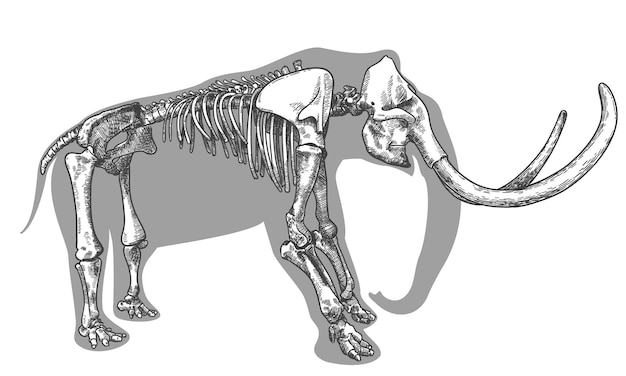 Ilustración de dibujo de grabado antiguo de vector de esqueleto de mamut aislado sobre fondo blanco