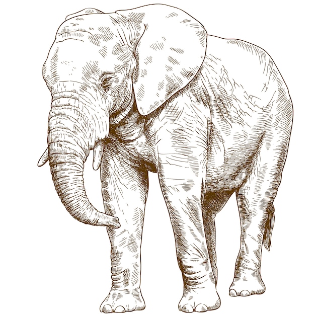 Ilustración de dibujo grabado de elefante grande