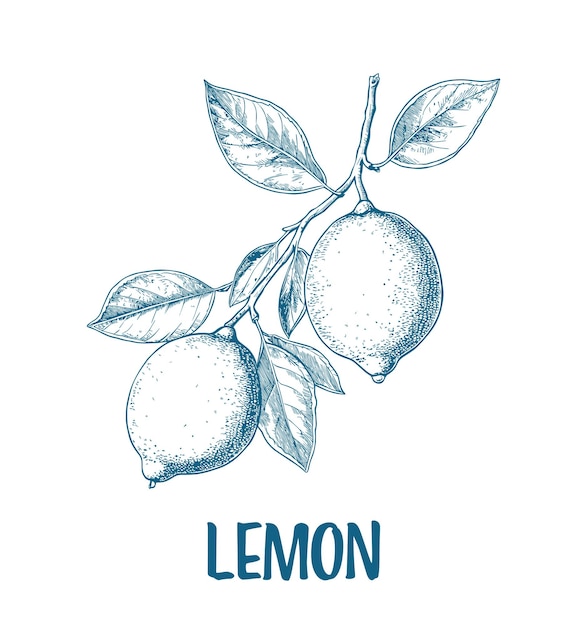 Ilustración de dibujo del limón dibujado