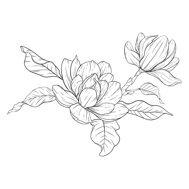 Ilustración de dibujo de línea floral de arte lineal de magnolia