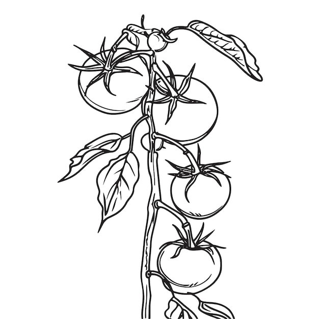 Ilustración de dibujo de línea simple de una vid de tomates en una rama de árbol.