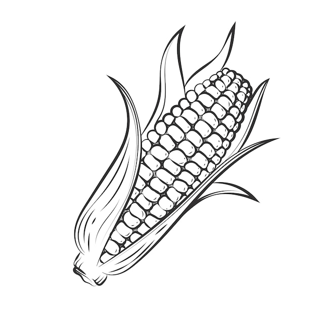 Ilustración de dibujo de maíz en la mazorca dibujada a mano
