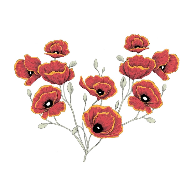 Ilustración de dibujo a mano de color botánico de la flor de amapola