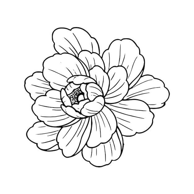 Ilustración de dibujo a mano del vector de la flor