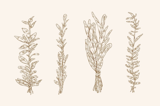 Ilustración de dibujo de salvia dibujada a mano