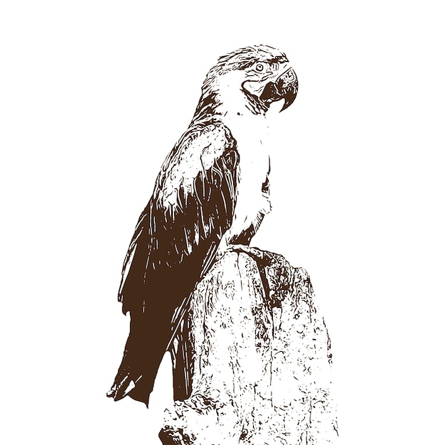 Ilustración de dibujo vectorial grabado en blanco y negro ilustración aislada