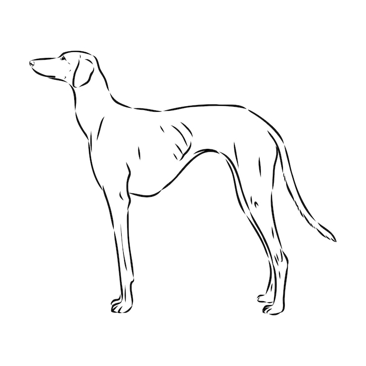 Vector ilustración de dibujo vectorial de perro azawakh azawakh