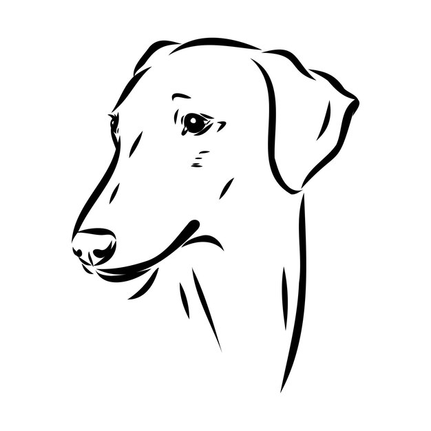 Ilustración de dibujo vectorial de perro Azawakh azawakh