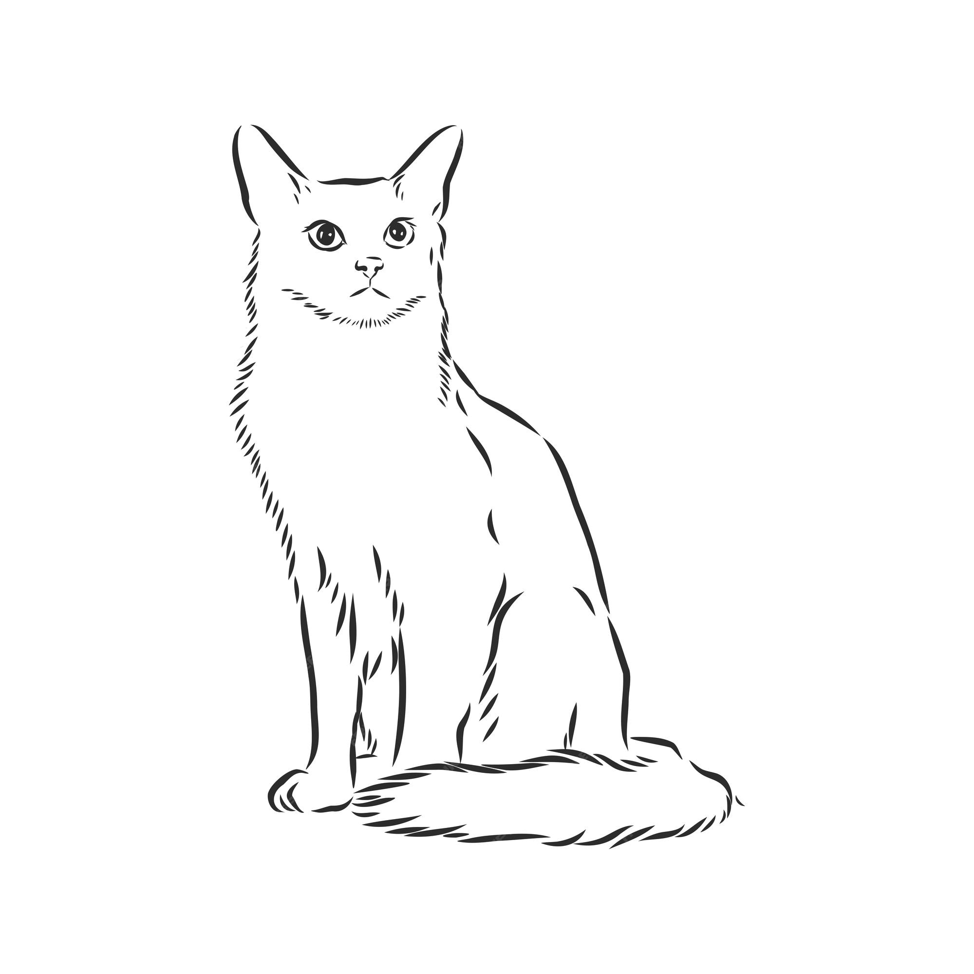 Ilustración de dibujo vectorial realista de gato doméstico el signo del gato  | Vector Premium